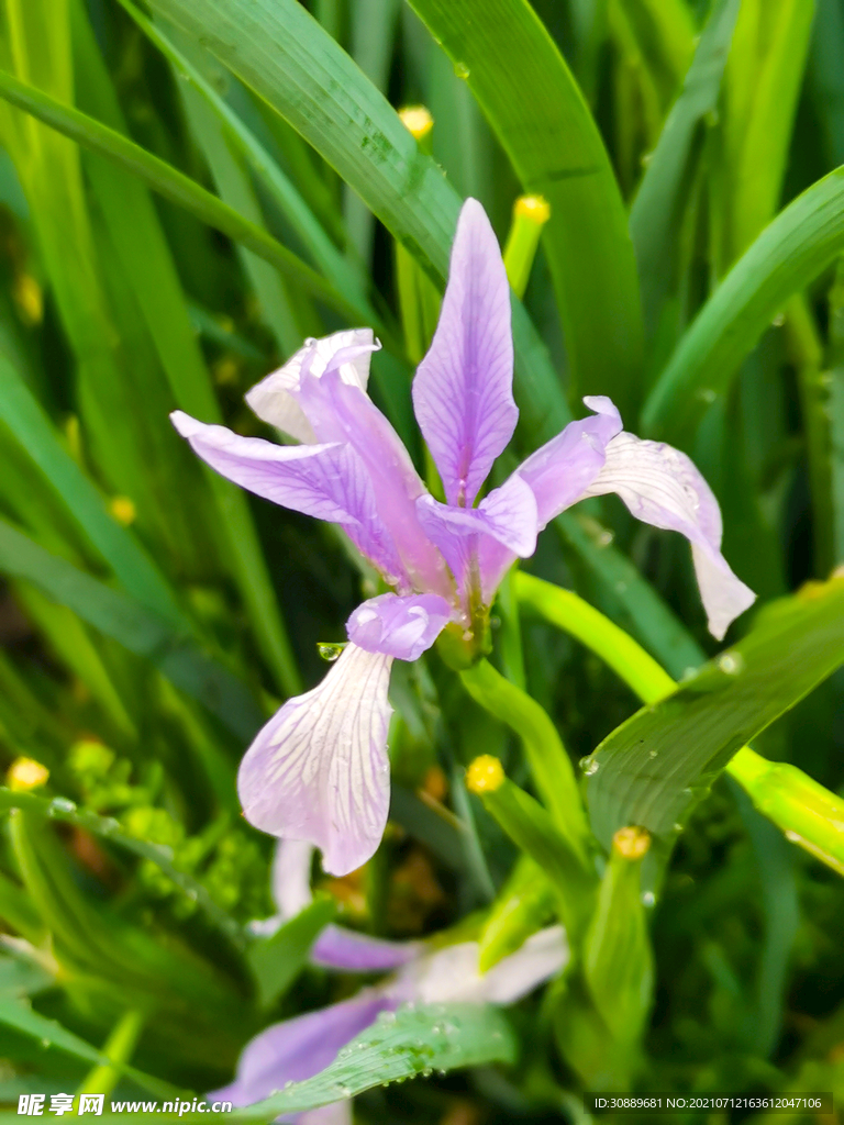 马莲花