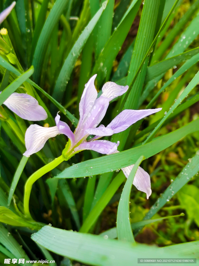 马莲花