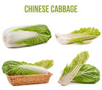 青菜白菜