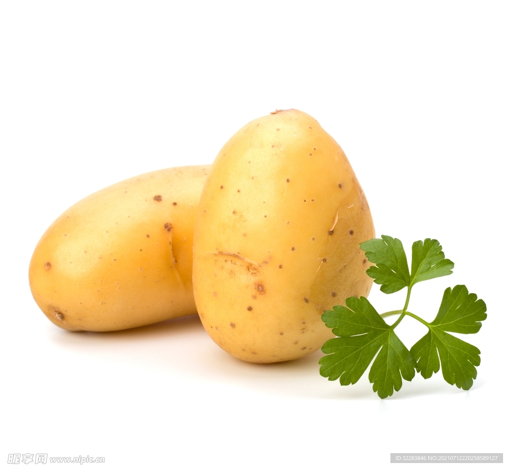 发芽的马铃薯为什么不能吃？_科技频道_凤凰网