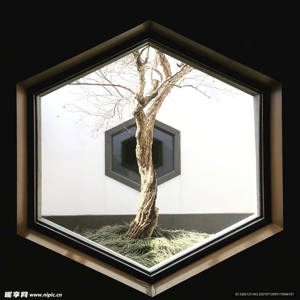 苏州博物馆窗中的树