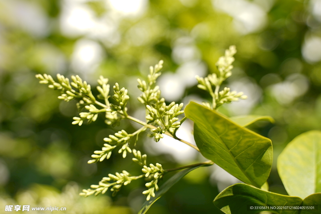 春天 绿色 生机 花草 唯美