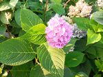 八仙花