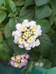 白花