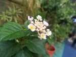 路边花