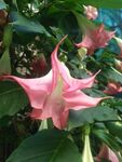 夏季花