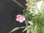 小朵花