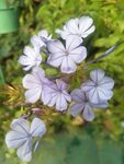 野花