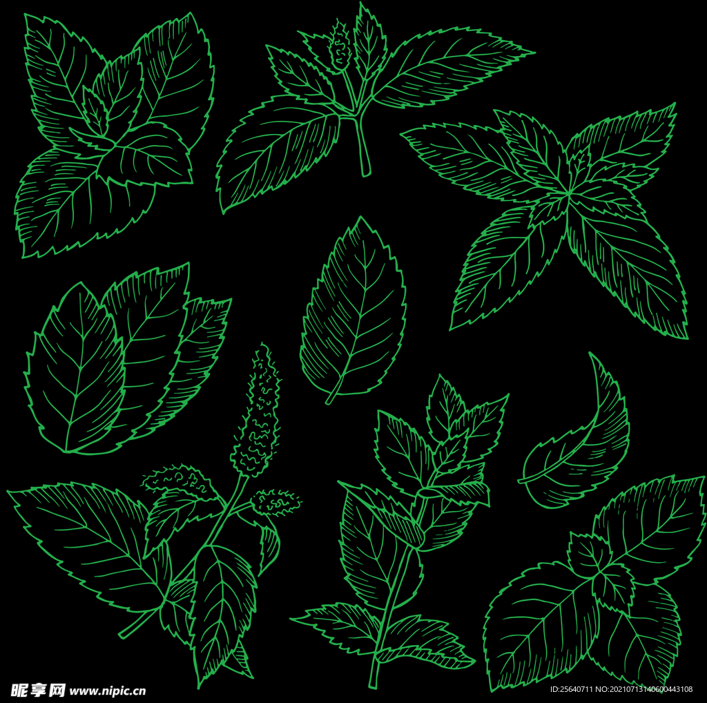 薄荷