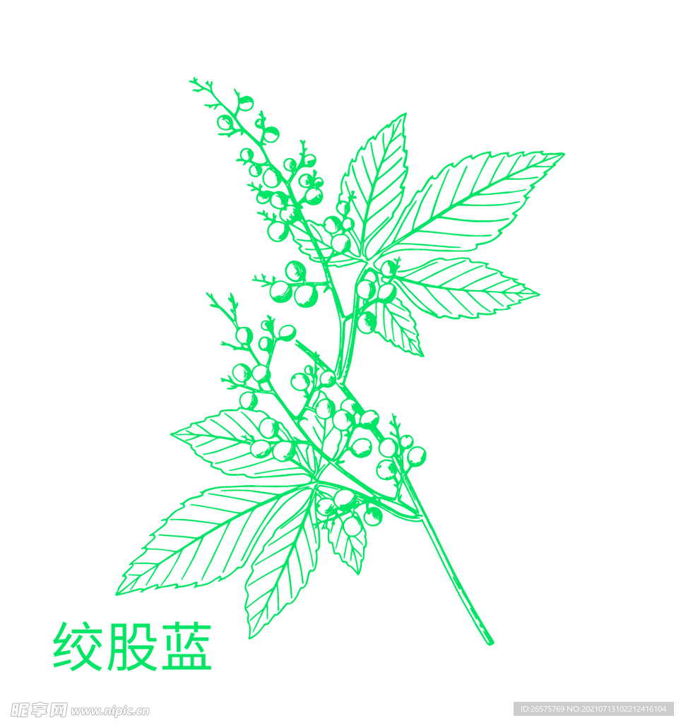 植物 草本 矢量图 中药