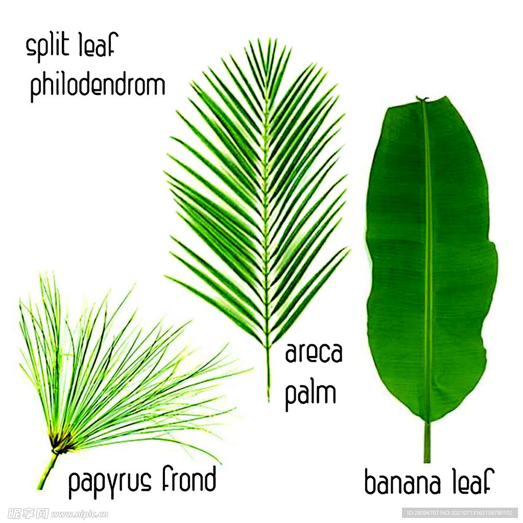 手绘水彩植物花鸟抱枕