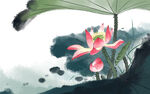 水墨荷花