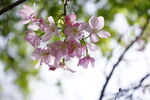 山樱花