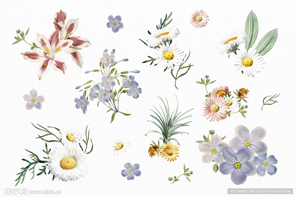 手绘 花 矢量图片