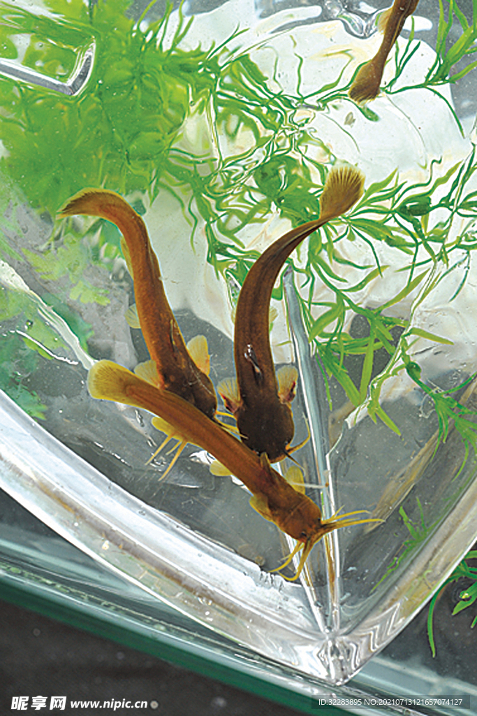 海鲜生鲜