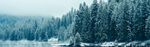 雪景 树林