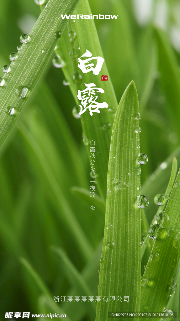 白露节气海报 二十四节气