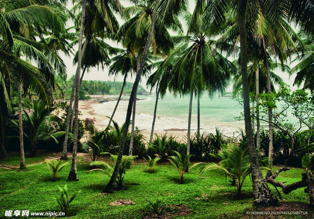 大海岸边的椰子树林沙滩装饰图
