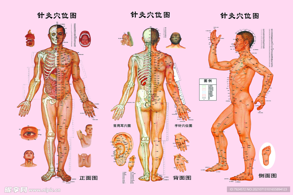 穴位图