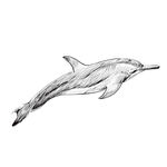 海豚