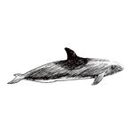 海豚