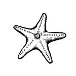 海星