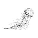 水母