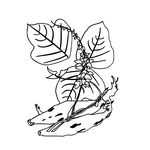 葛根