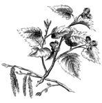 黄药子