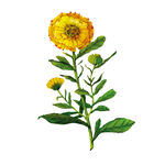 金盏花