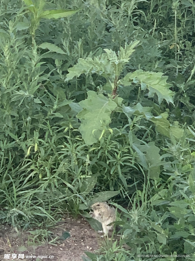 鼠