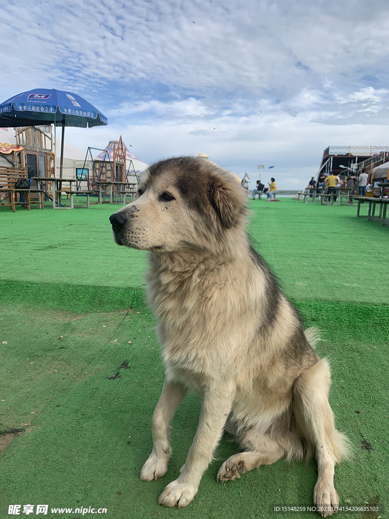 小狗