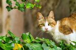 猫咪