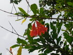 石榴花