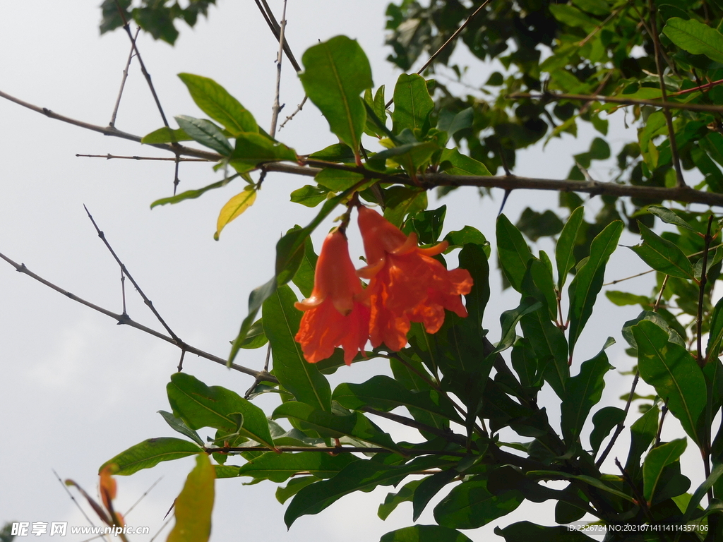 石榴花