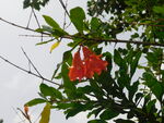 石榴花