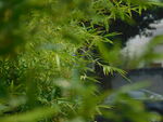 竹林
