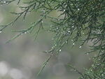 柏叶 雨后 雨水 露珠