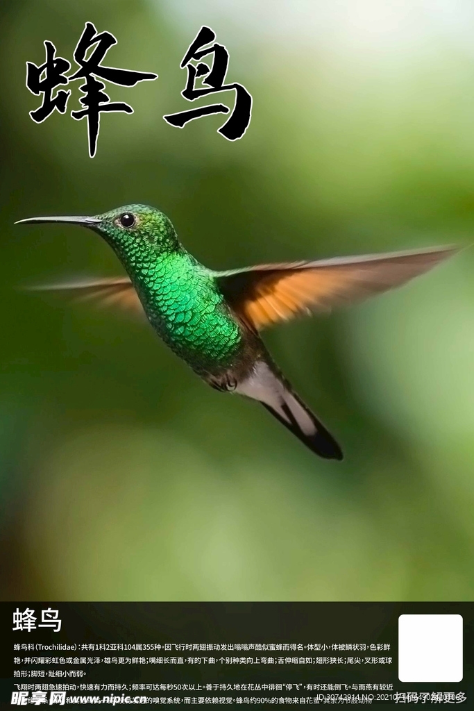 蜂鸟