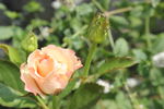 黄色月季   鲜花 