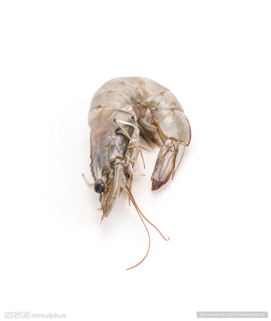 海虾