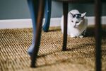 猫咪