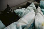 黑猫