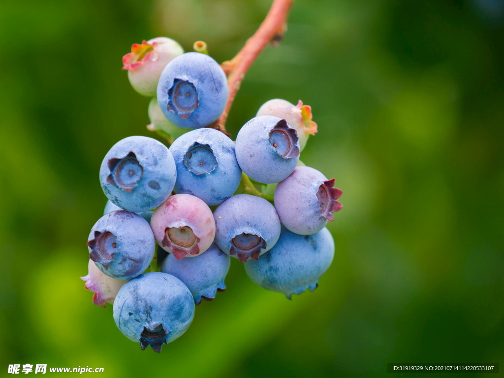  蓝莓果实 