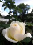 一朵白色玫瑰花近镜头室外