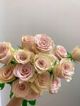 藕粉色玫瑰鲜花