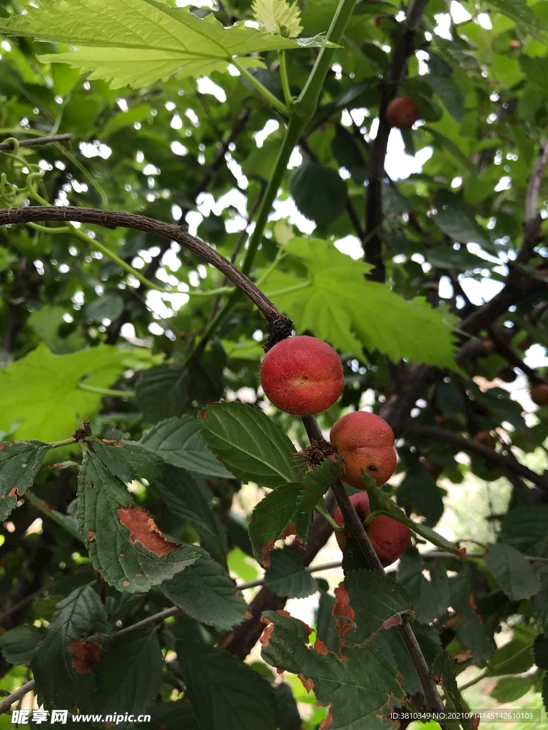 山楂树