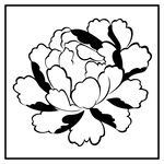 牡丹花