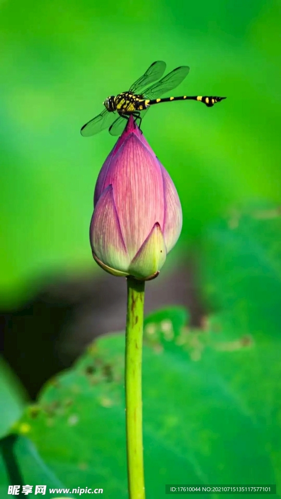 荷花