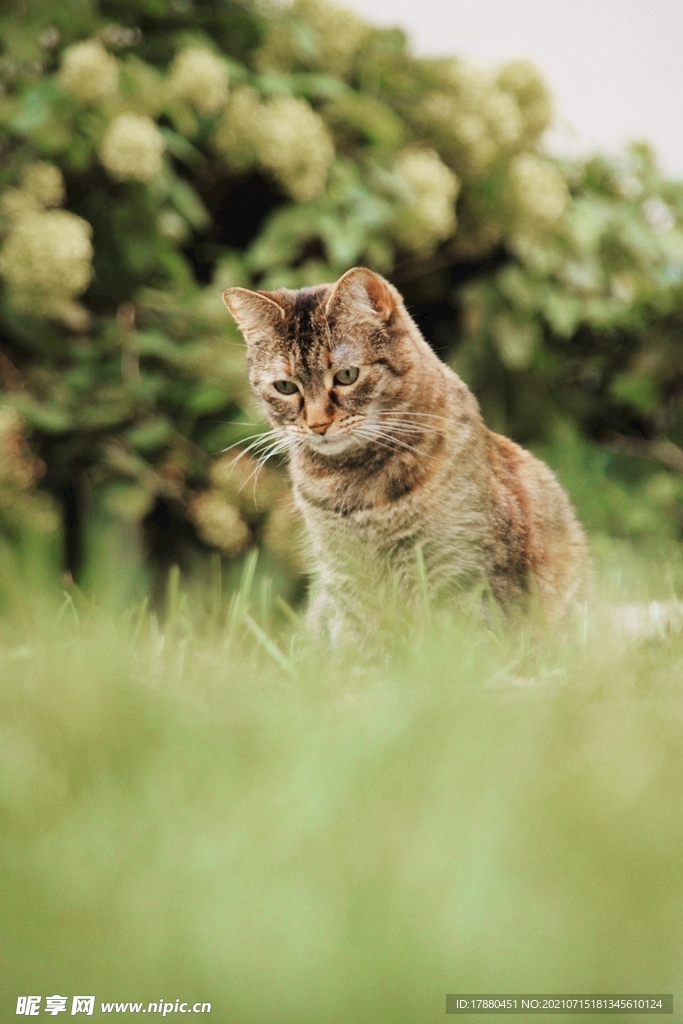 猫